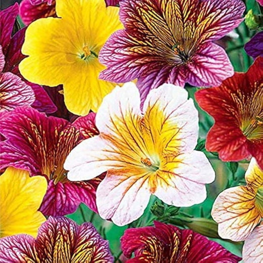 Painted Tongue Flower Seeds