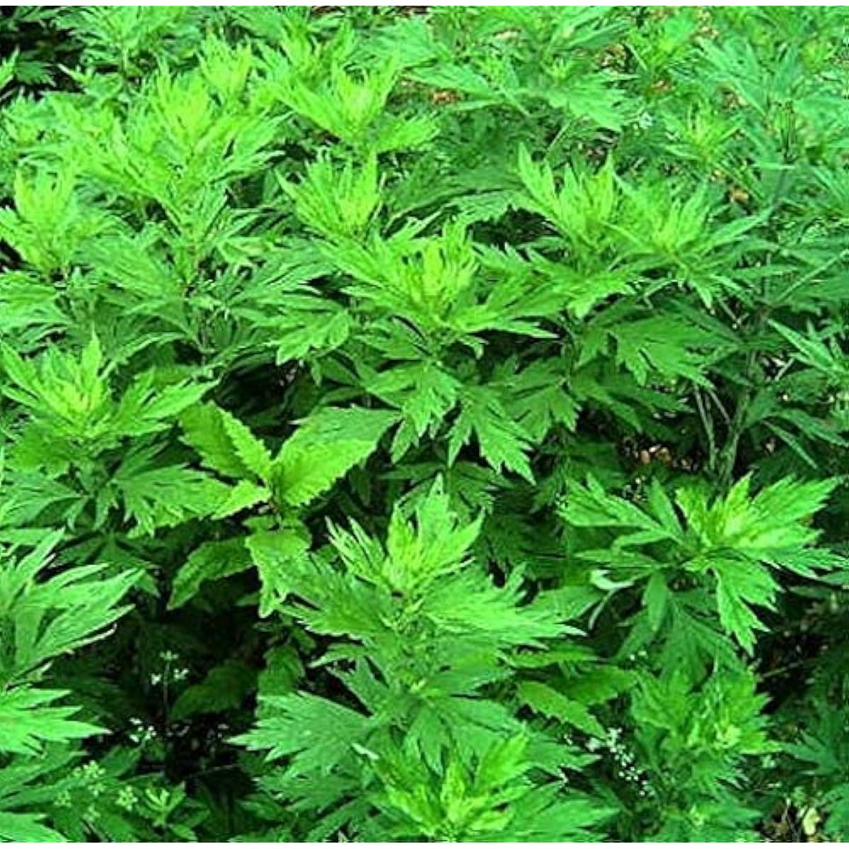 Blumea Balsamifera Plant Seeds up to 50%