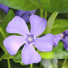 Minor Vinca Ground Cover Seeds