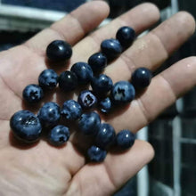 Blueberry Seeds