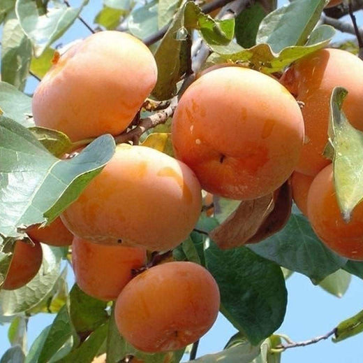 Japanese Persimmon Seeds