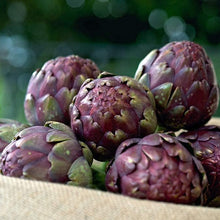 Purple Romagna Artichoke Seeds
