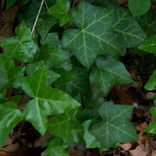 Boston Ivy Seeds