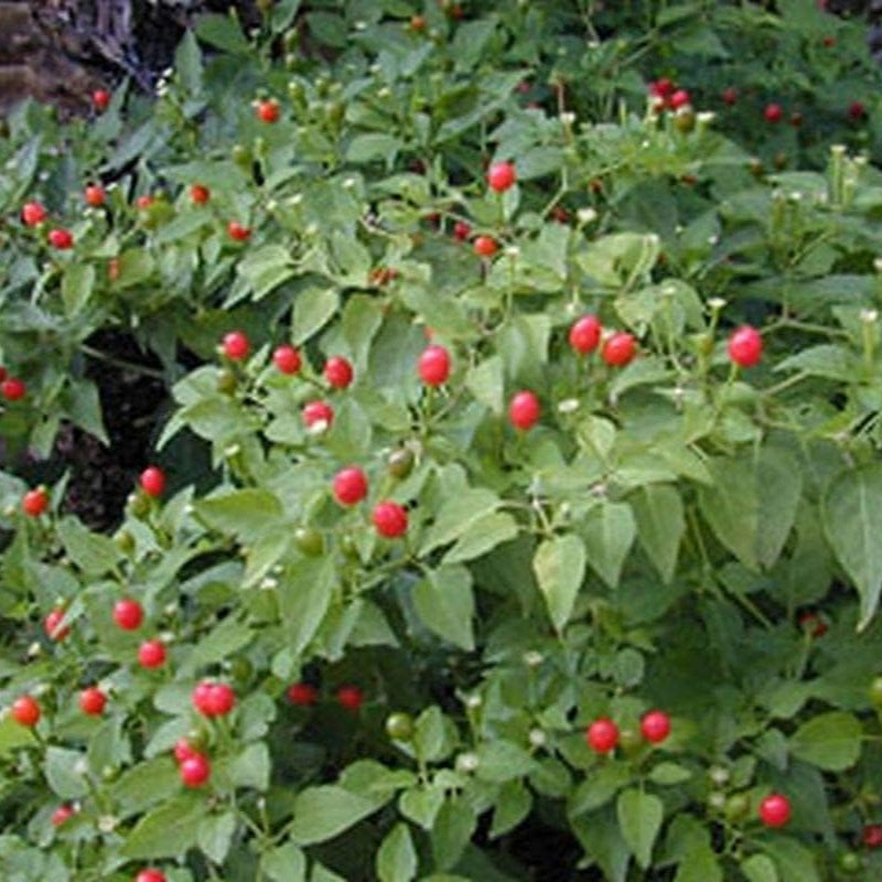 Chile Pequin Pepper Seeds up to 50%