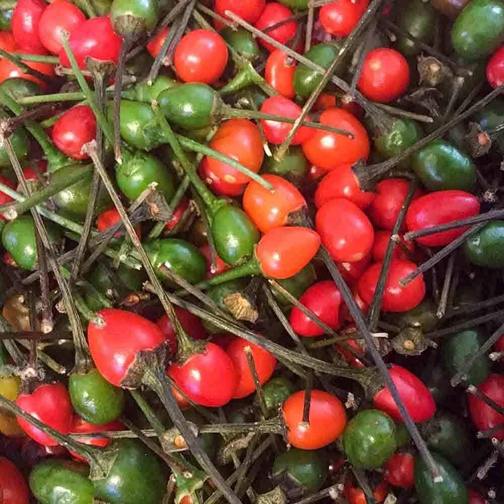 Chiltepin Pepper Seeds up to 50%