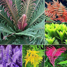 Fern Seeds - Mixed