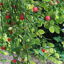 Red Huckleberry Plant Seeds