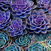 Peony Succulent Seeds