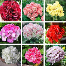 Geranium Seeds - Mixed Colors