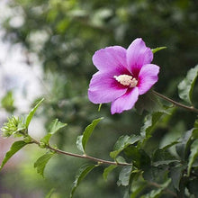 Giant Hibiscus Seeds