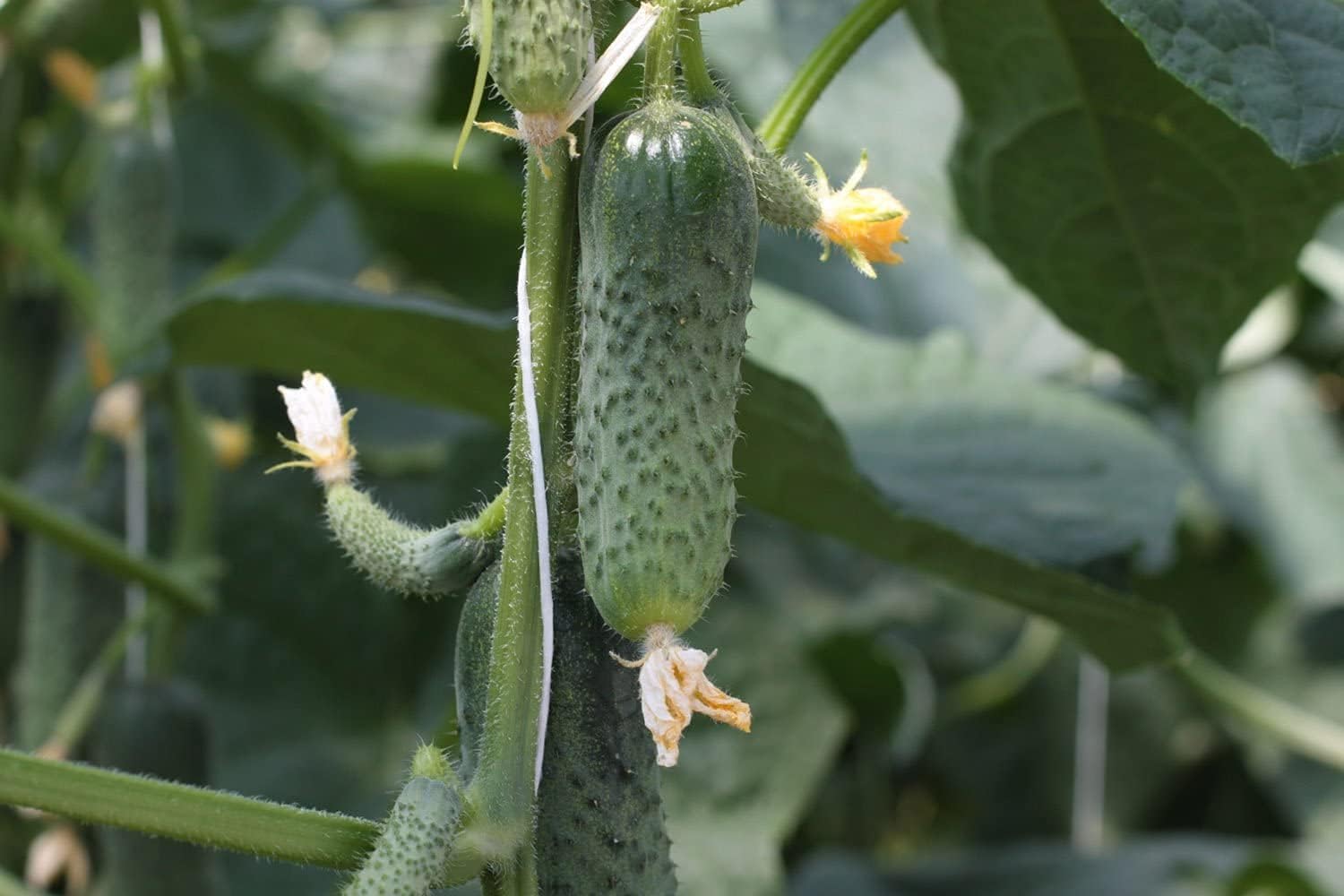 Titus Cucumber Seeds up to 50%