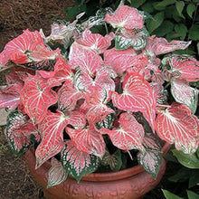 Salmon Pink Caladium Seeds