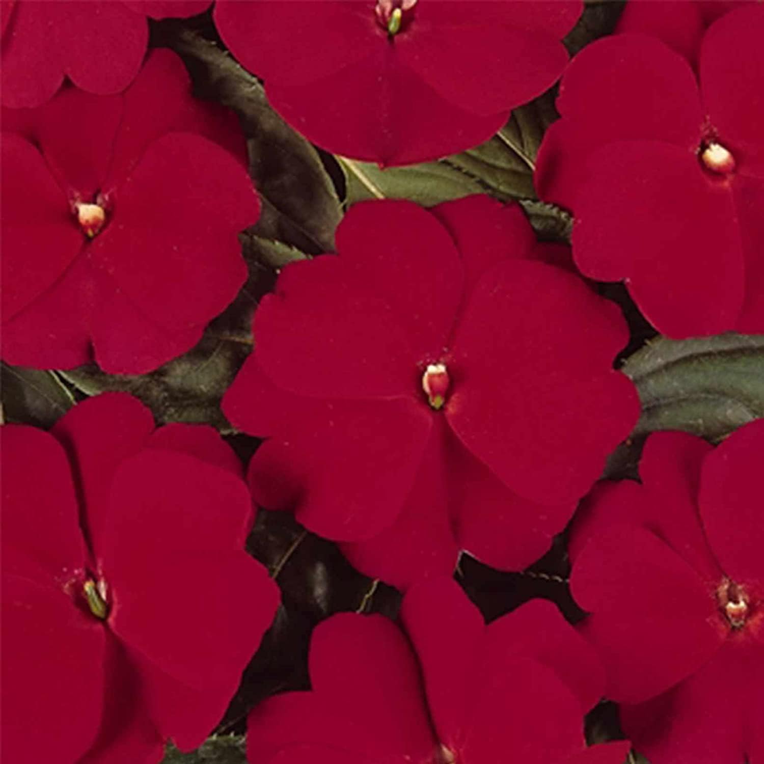 New Guinea Impatiens Seeds ¨C Red Blooms | up to 50%