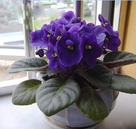 African Violet Seeds