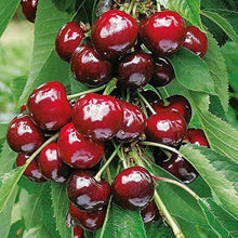 Dwarf Cherry Tree Seeds