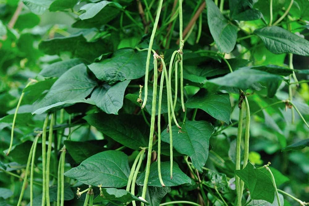 Long Red Noodle Bean Seeds up to 50%