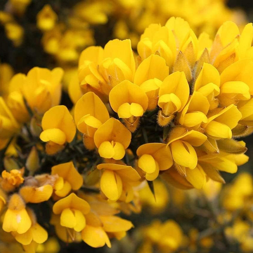 Common Gorse Seeds