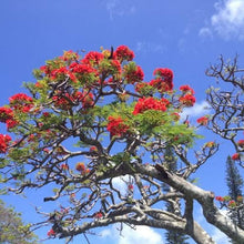 Royal Poinciana Seeds