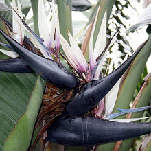 Bird of Paradise Tree Seeds