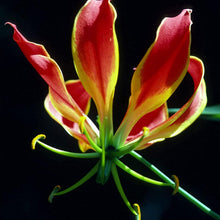 Flame Lily Seeds