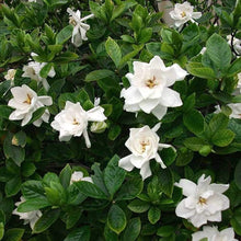 Gardenia Flower Seeds