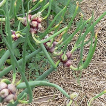 Egyptian Onion Vegetable Seeds