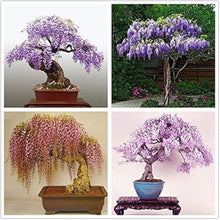 Chinese Wisteria Seeds