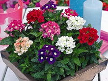 Dwarf Verbena Seeds