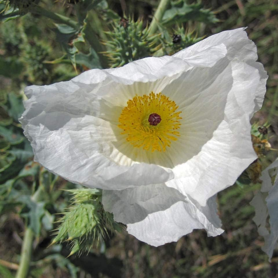 Prickly Poppy Seeds