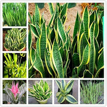 Sansevieria Seeds