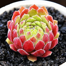 Sempervivum Succulent Seeds
