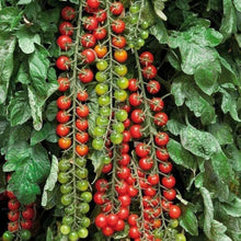 Rapunzel Tomato Seeds