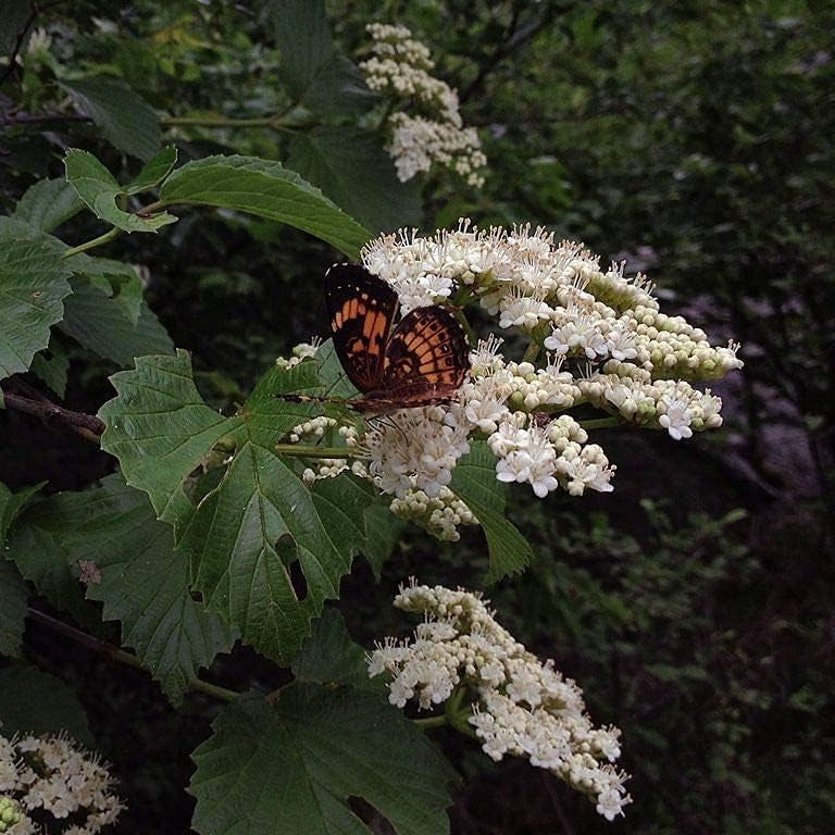 Viburnum dentatum seeds up to 50%