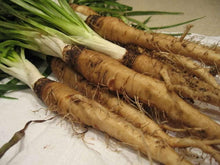 Salsify Oat Root Seeds