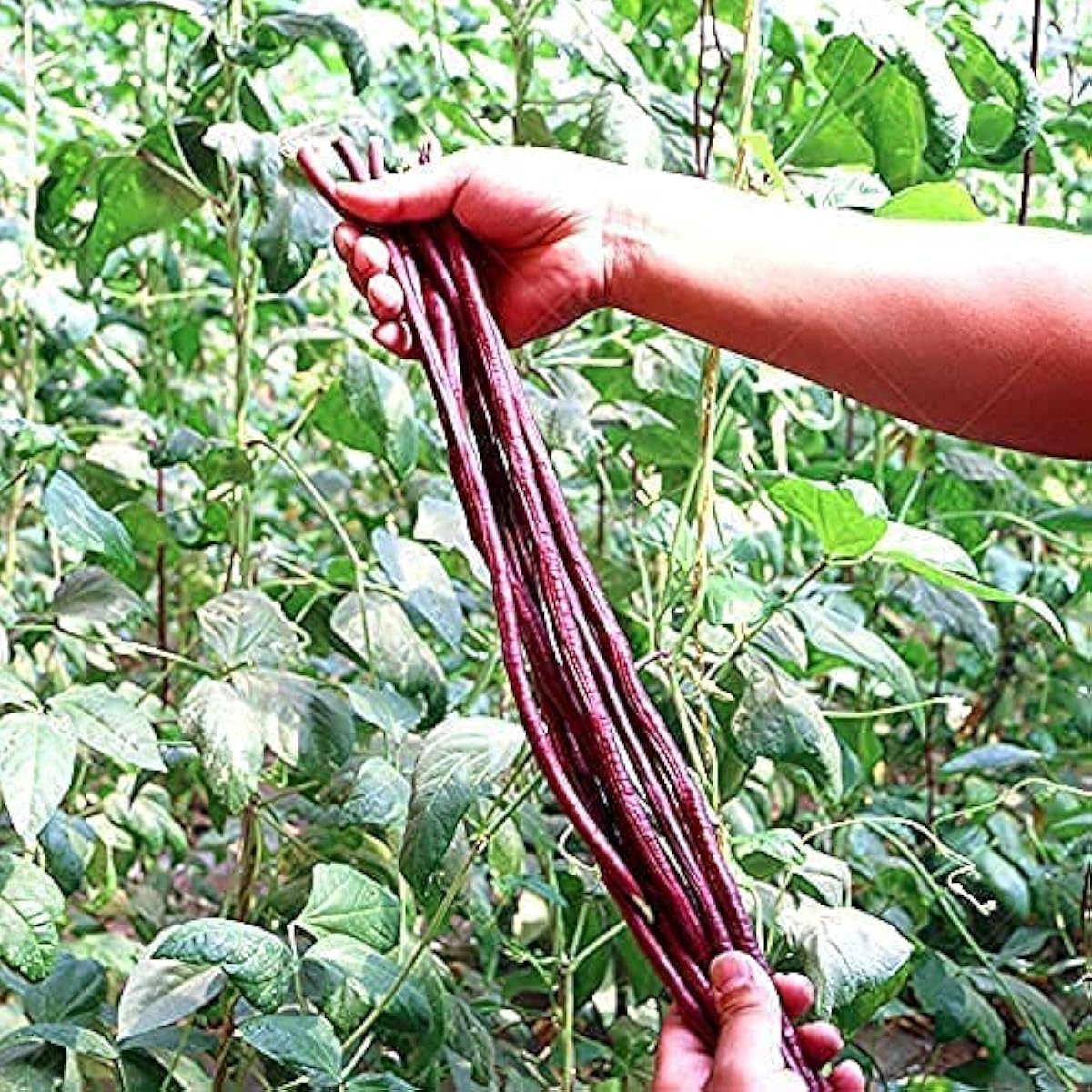 Red Noodle Yard-Long Beans seeds up to 50%