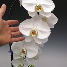 Phalaenopsis Orchid Seeds - White
