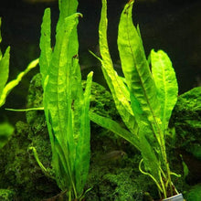 Java Fern Seeds