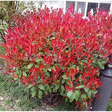 Red Tip Photinia Seeds
