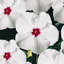Vinca Polka Dot Flower Seeds Annual Garden Blooms