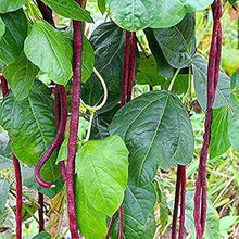Red Noodle Yard Long Bean Seeds