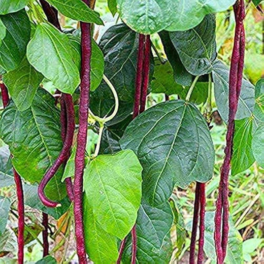 Red Noodle Yard Long Bean Seeds