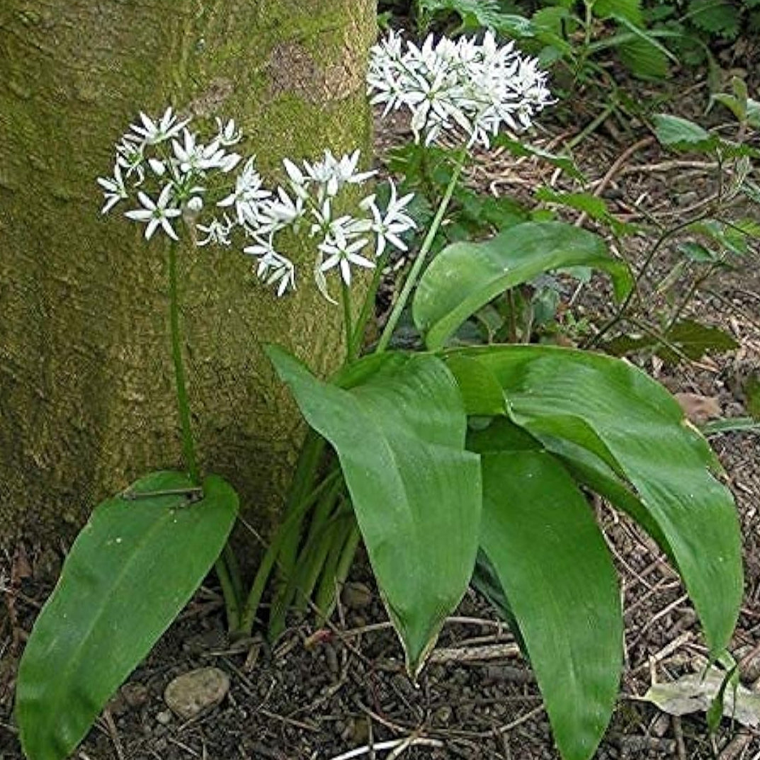 Allium Ursinum Seeds – Wild Garlic (Bear’s Garlic) | up to 50%