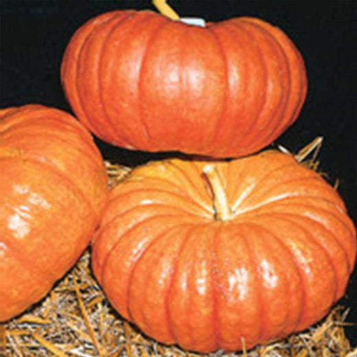 Cinderella Pumpkin Seeds