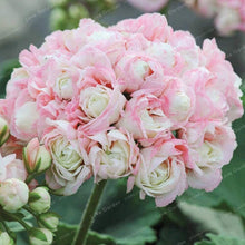 Apple Blossom Geranium Seeds
