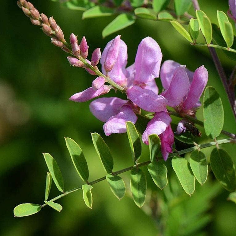 Indigofera tinctoria seeds up to 50%