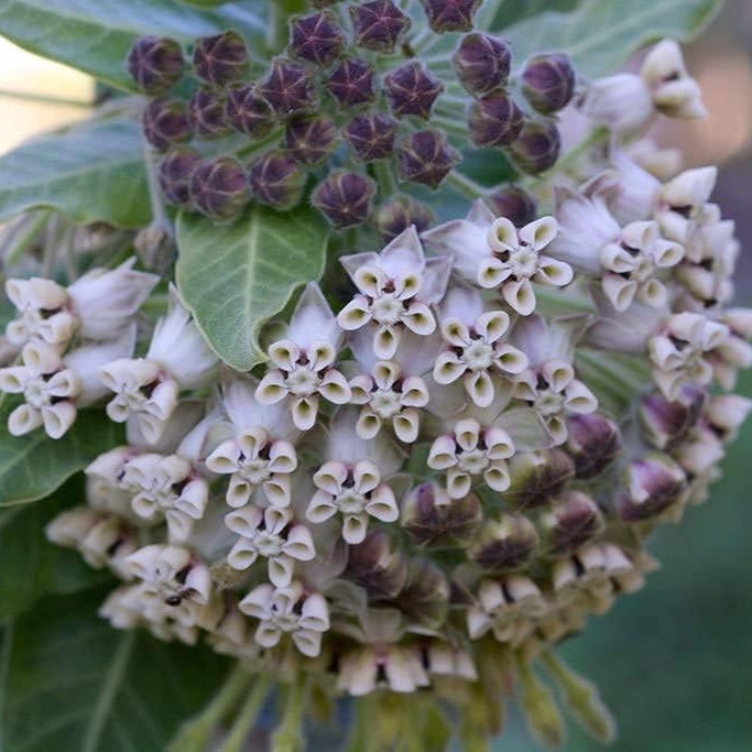 Woollypod Milkweed Seeds