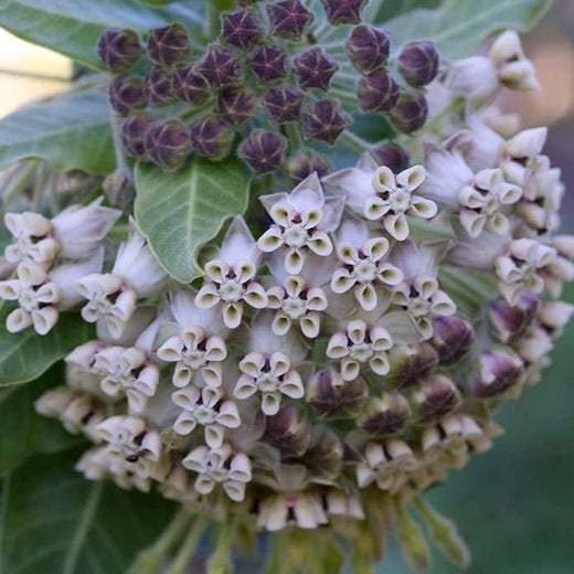 Woollypod Milkweed Seeds