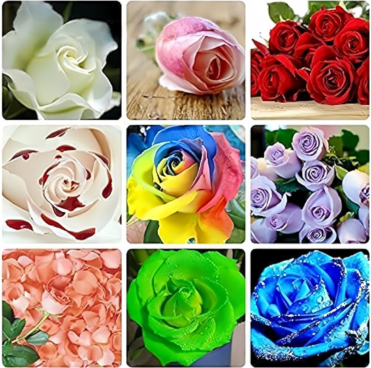 Green Rose Rare Color Perennial Flower Home & Garden Decoration Seeds