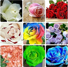 Green Rose Rare Color Perennial Flower Home & Garden Decoration Seeds