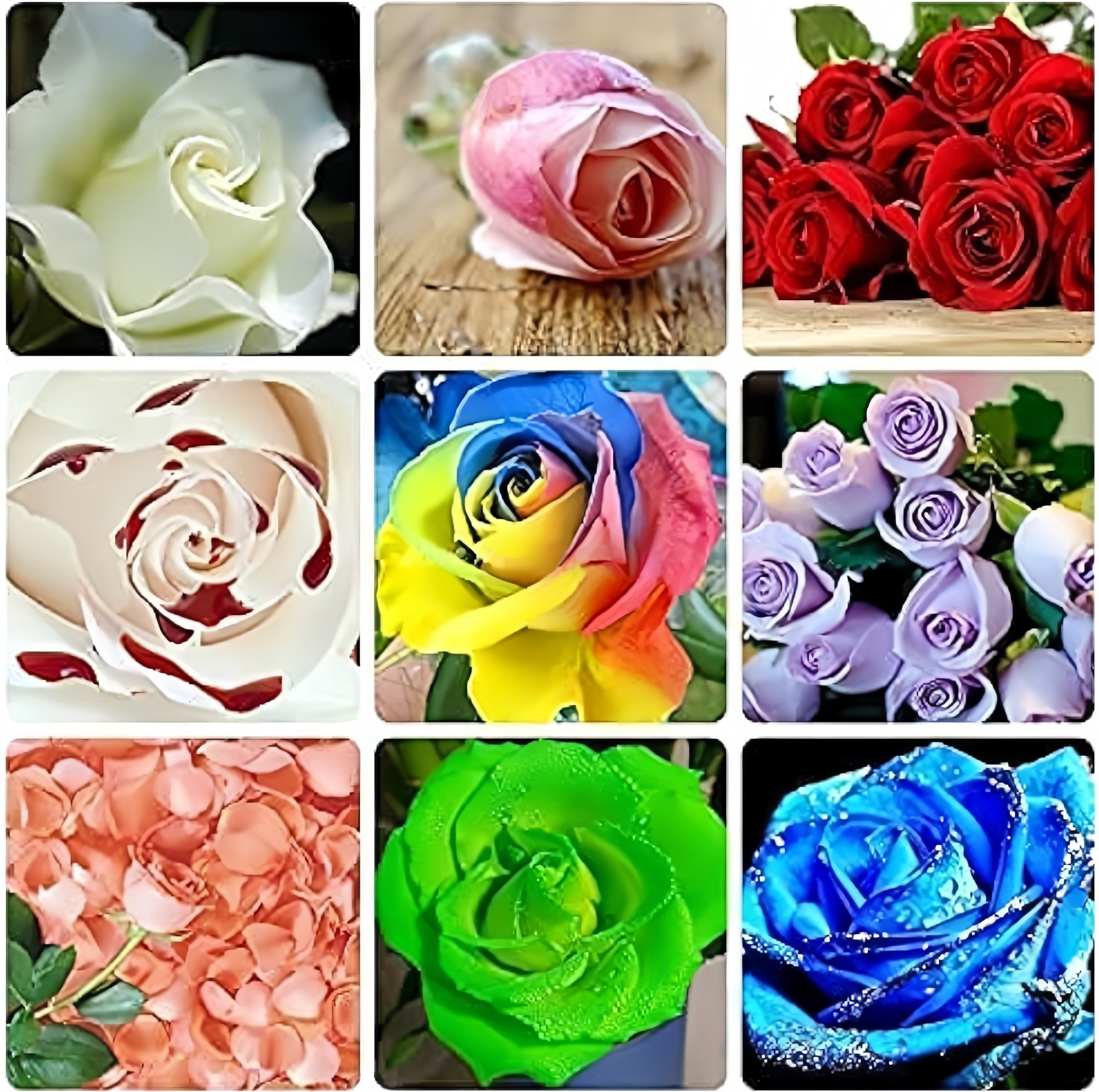 Green Rose | Rare Color Perennial Flower Seeds for Home &amp; Garden Decoration up to 50%